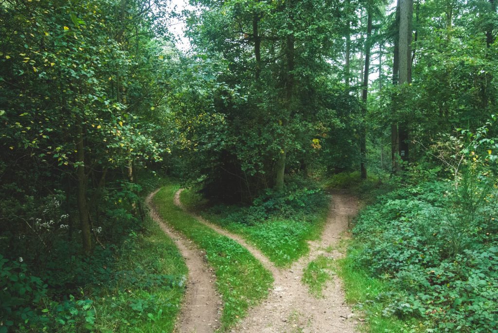 Image of two paths in a forest