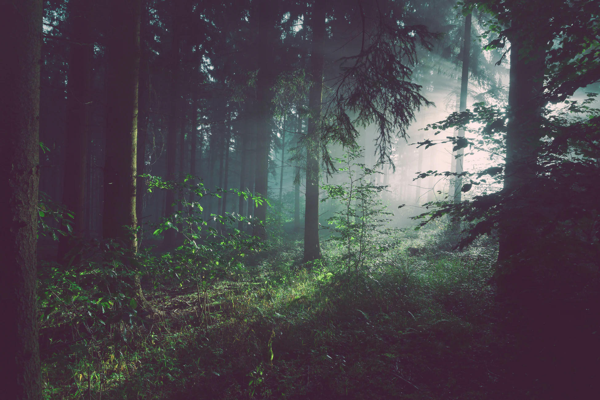 En mørk skog 