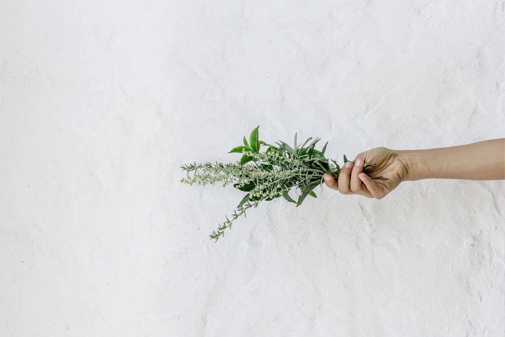 A person holding some shrubs for healing purposes