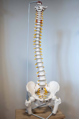 Model of a spine