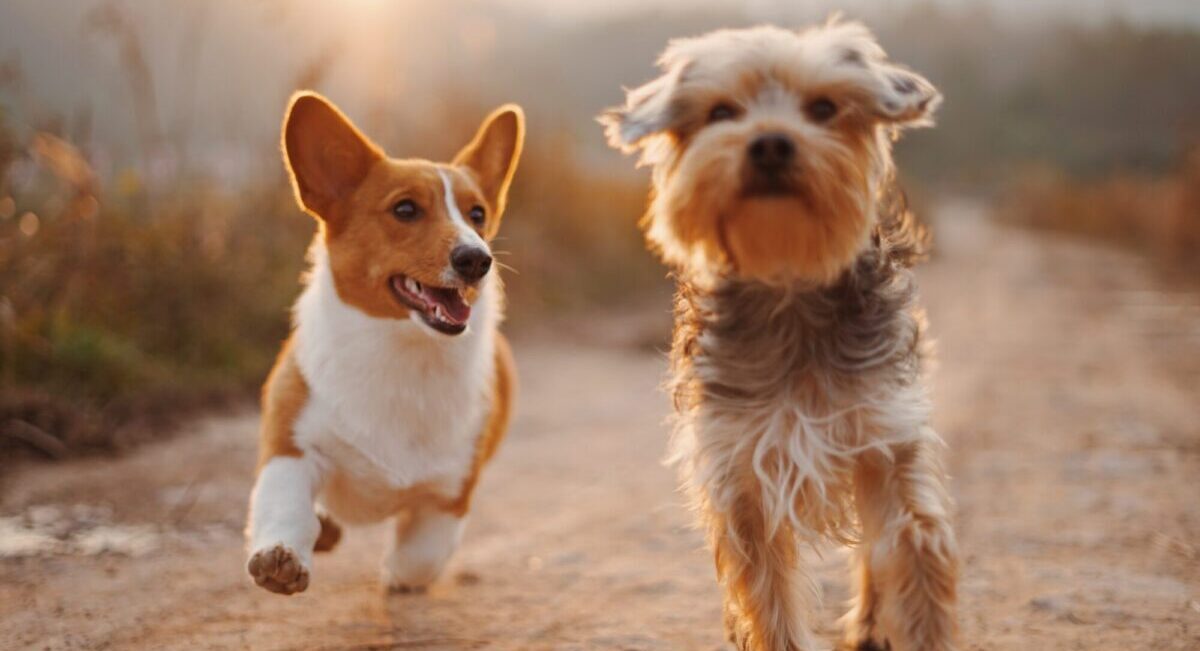 Två hundar som springer ute i naturen